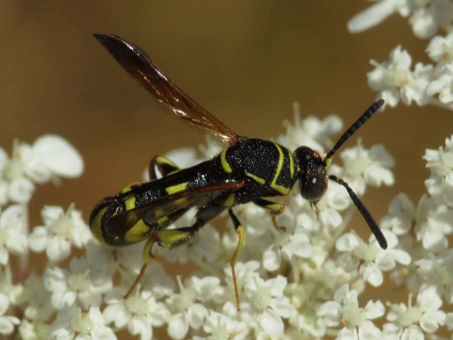 leucospis affinis
