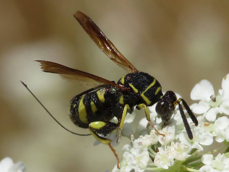 leucospis affinia, Nevada wasps