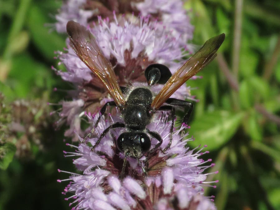 Mexican Grass Carrying wasp