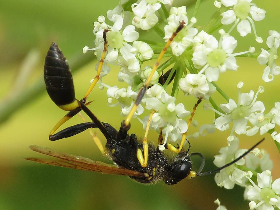 black and yellow mud dauber, Montana wasps
