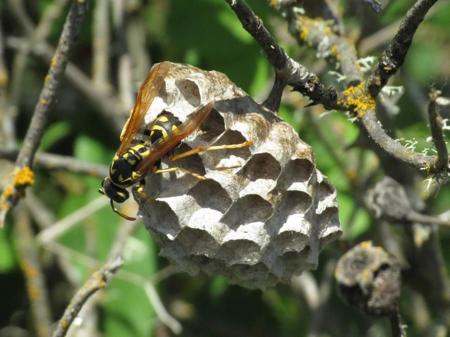 paper-wasp-nest, Wyoming wasps