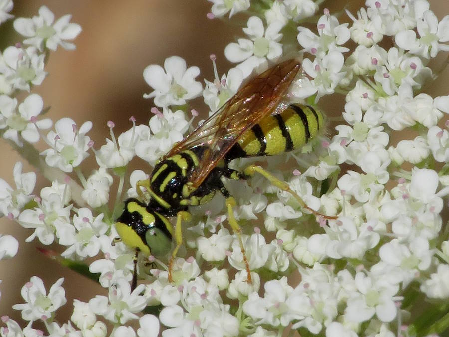 Bee Wolve, Philanthus multimaculatus