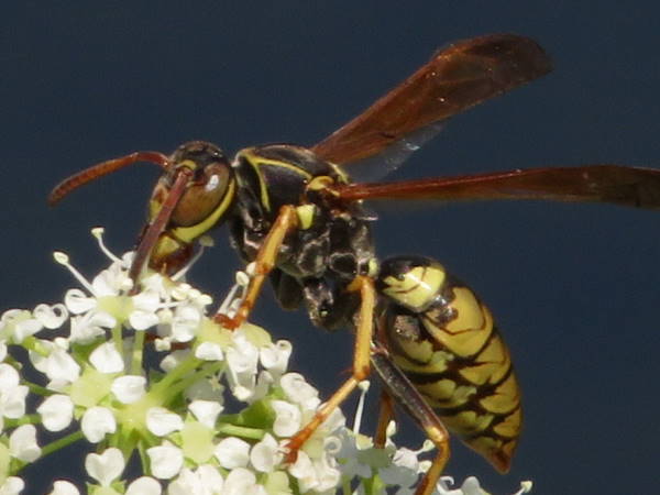 Golden Paper wasp, Polistes aurifer