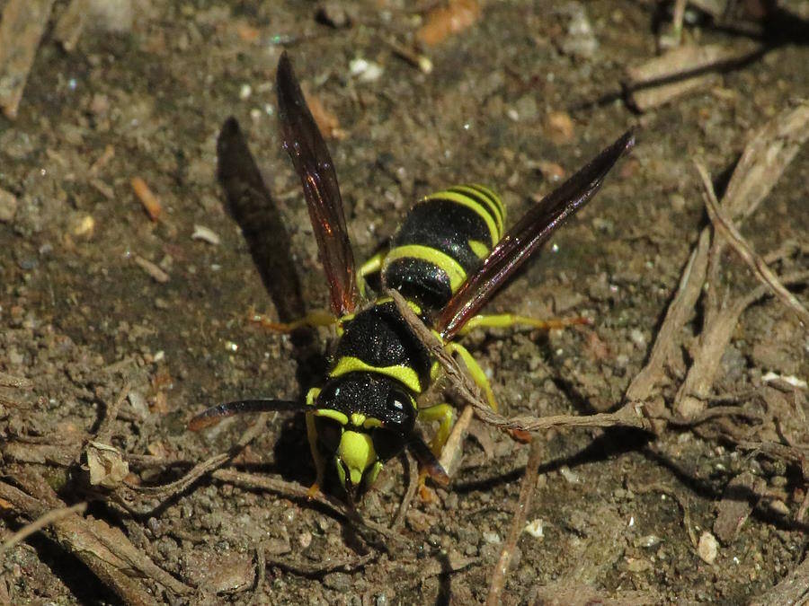 typical potter wasp