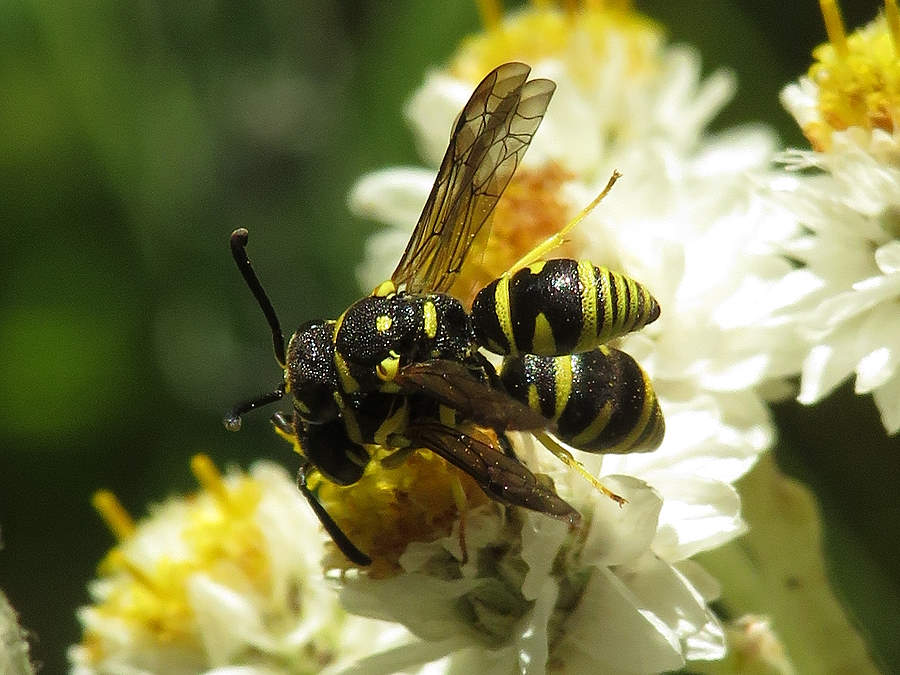 potter wasp picture
