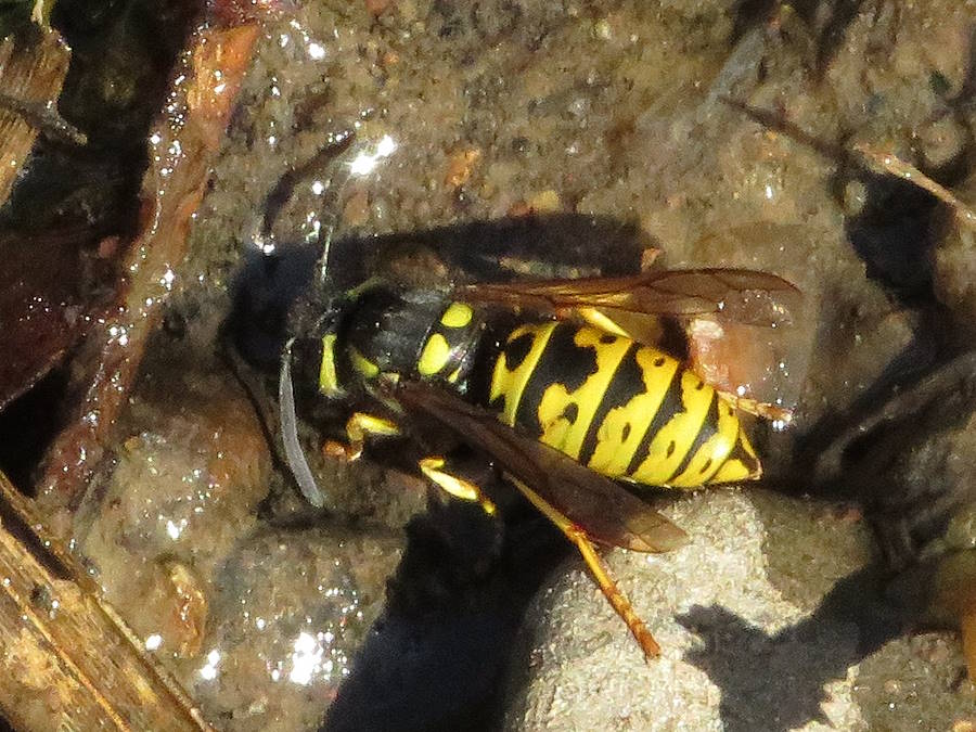 prairie yellowjacket picture