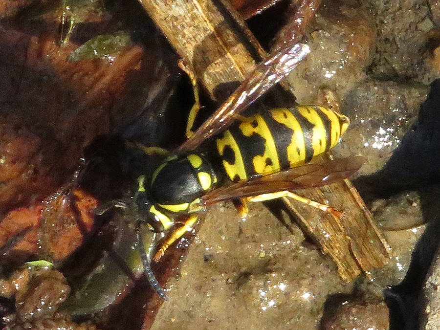 Prairie yellowjacket