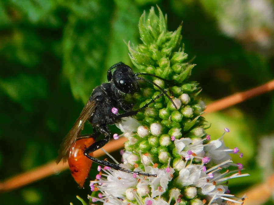 prionyx wasp picture