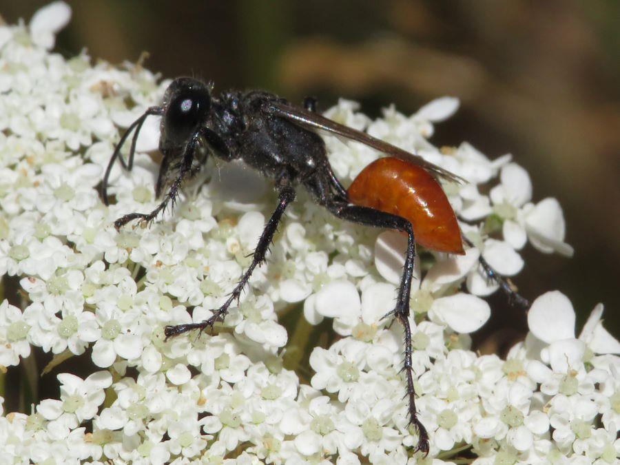 prionyx, Wyoming wasps