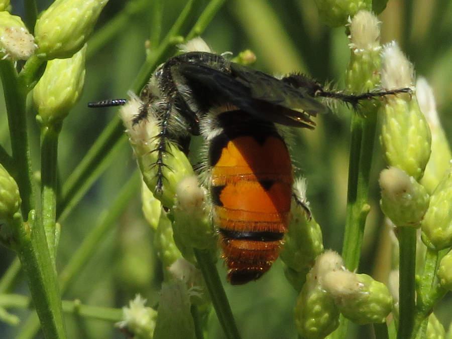 Scoliid wasp, Nevada wasps