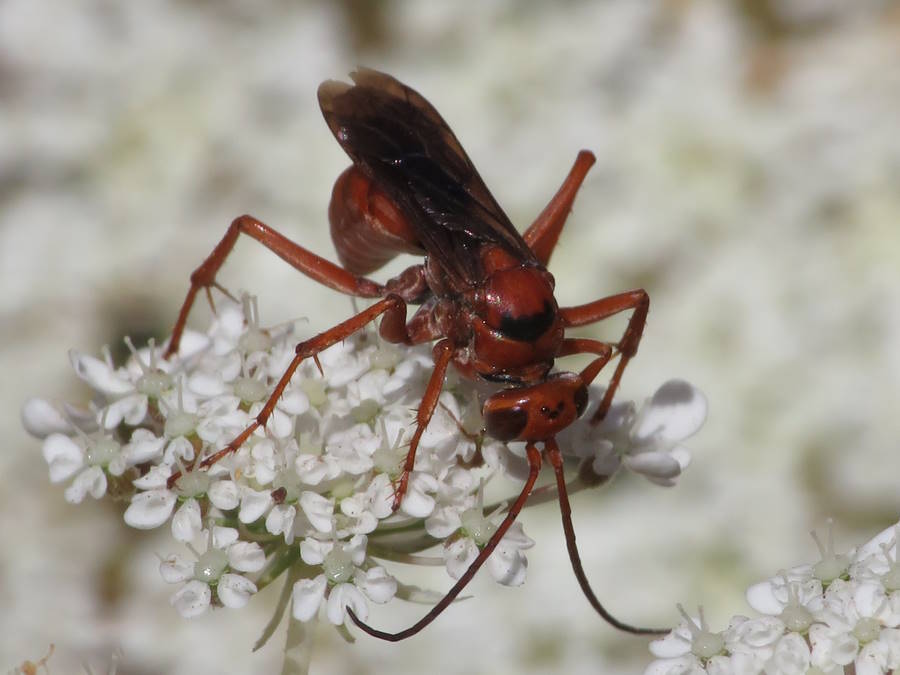 spider wasp