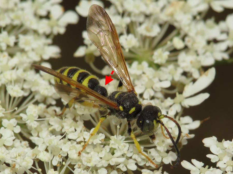 weevil wasp picture