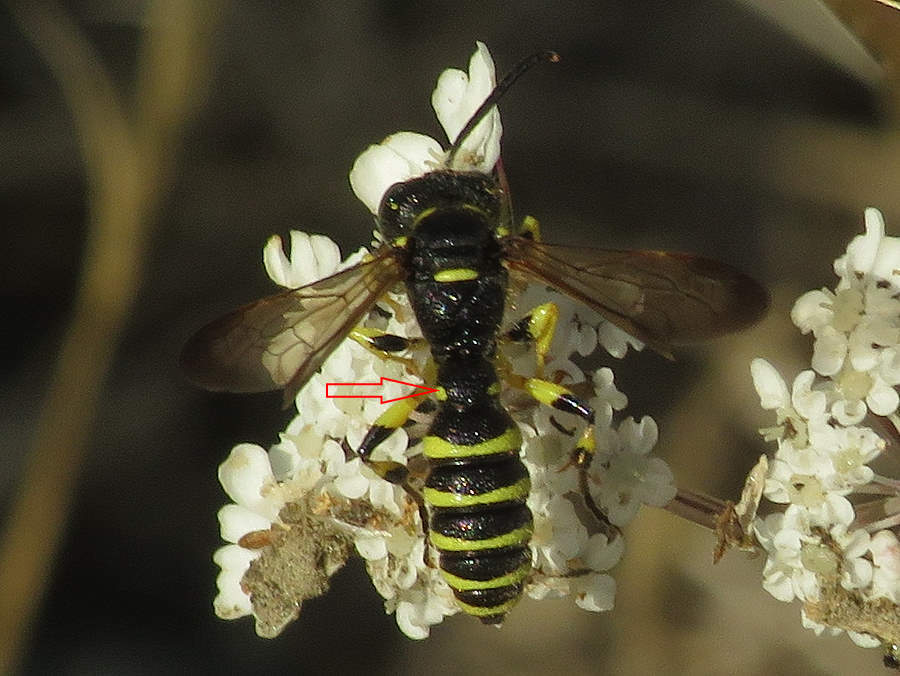 weevil wasp