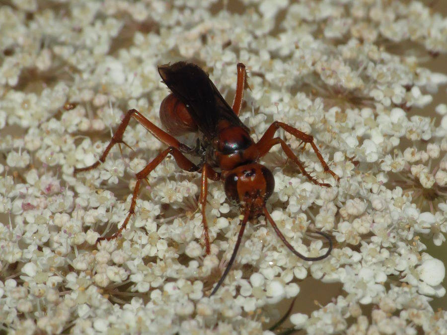 Western Spider Wasp