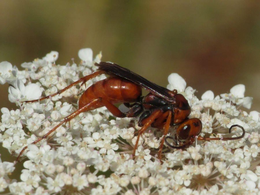 Western Spider Wasp