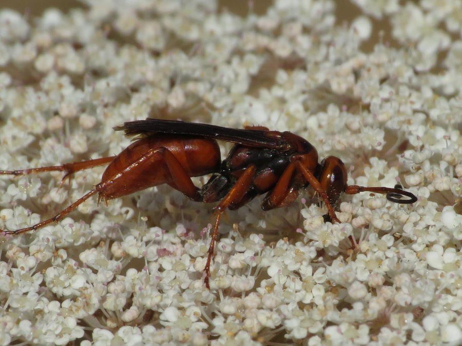 Western Spider Wasp