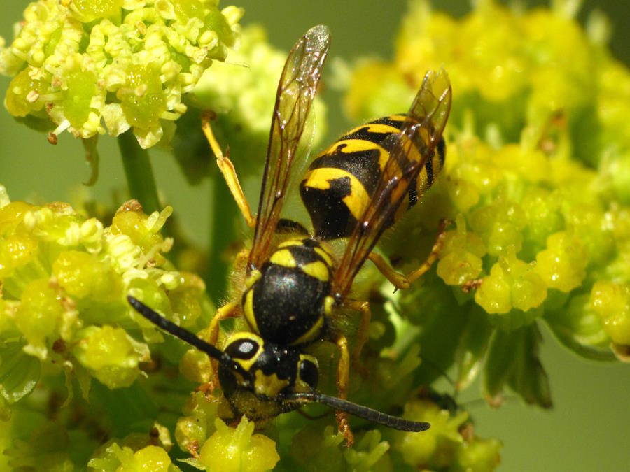 western yellowjacket