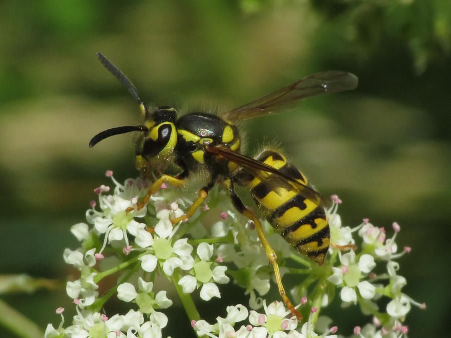 Western yellowjacket Wyoming wasps