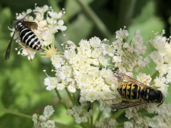blackjacket and aerial yellowjacket sharing a flower, Colorado wasps