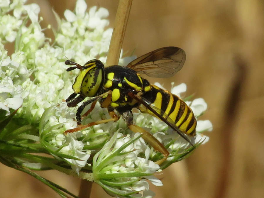 fly that is a yellowjacket mimic, Montana wasps