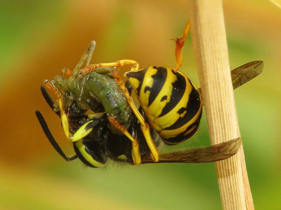 yellowjacket with prey